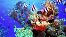 ANIMAL WORLD