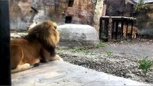 The Female Lion Rei Yawns and then Her Father Chases Her