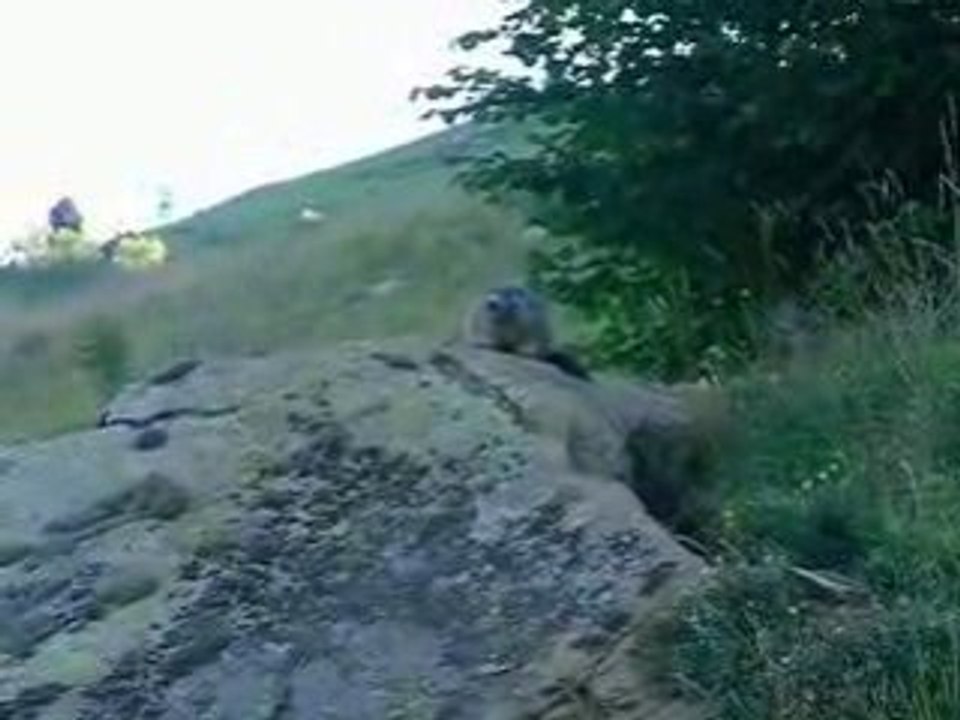 gr10 Marmotte du matin entre Luz st sauveur et Barèges