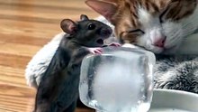 The Milk Looked Perfect... Until He Took One Sip_ 🥶😂 _cat