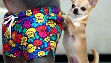 annoying dog 🤣