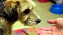 Timid Shelter Dog Takes His First Brave Steps Toward Love 🥺🐾