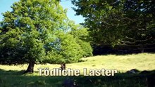 Die Rosenheim-Cops -344- Tödliche Laster