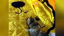 🤣 Wait for It… The Cat's Reaction Is Priceless