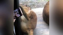 The Lion Family Comes to the Front One After Another