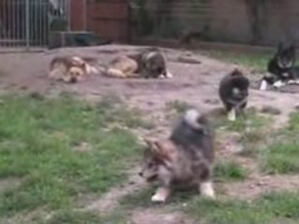 Les chiots lapinkoira de 2008, 27 août , Aegirsson 2