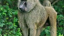 Jack the Baboon Signalman