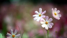 🌸 Musique Douce et Relaxante 🌹 Fleurs Roses pour Relaxation