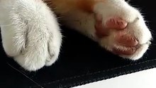 Morris is adorable 😻 😹 #cat #catsoftiktok #animals #petsoftiktok #pet