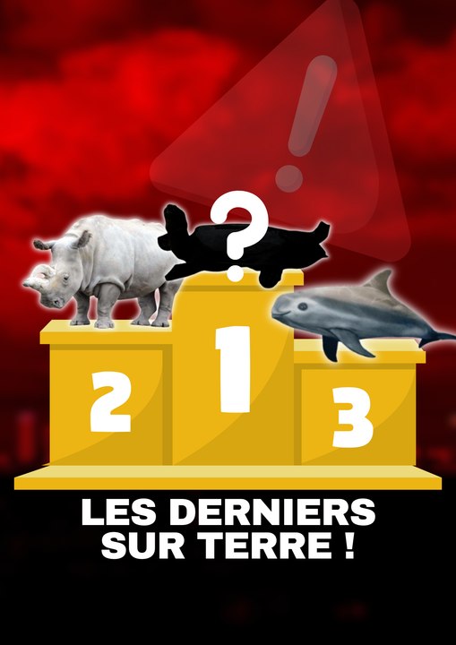 Top 10 des animaux les moins présents de la planète ! #extinction # ...