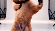 Funny Dog Videos 😻 Adorable Dancing Dog #funny