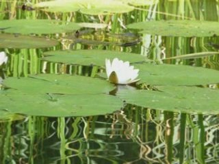 Le paradis est sur l'eau