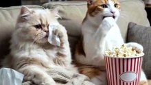 He Ruined Her Movie Night… Big Mistake 😂 #Cat #FunnyCats #Comedy
