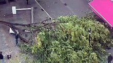Caída de un árbol en la plaza Mayor