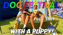 Golden Retriever at a Dog Festival | Family Day Out With Kobe and Moki