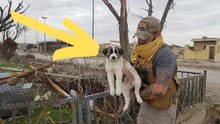 Soldier in Syria Finds a Stray Creature in the Rubble