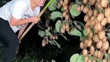 Thu hoạch sản lượng quả kiwi tuyệt vời
