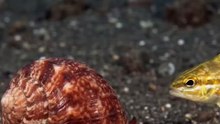 The Ocean Floor’s Relentless Serial Hunter! 🐚⚡🐟