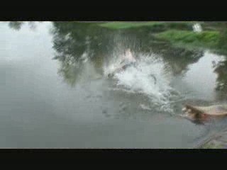 Montage Water Jump - L'ile au pie 2008