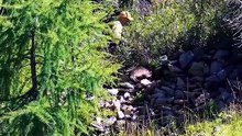 اقترب من أسد الجبل… لكن ما حدث بعدها لم يكن في الحسبان! 😱🐆🔥