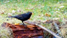 Hidden Trail Camera Captures a Blackbird Song by the Watering Hole
