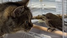 Weakened Bird Slowly Comes Back To Life After Being Rescued