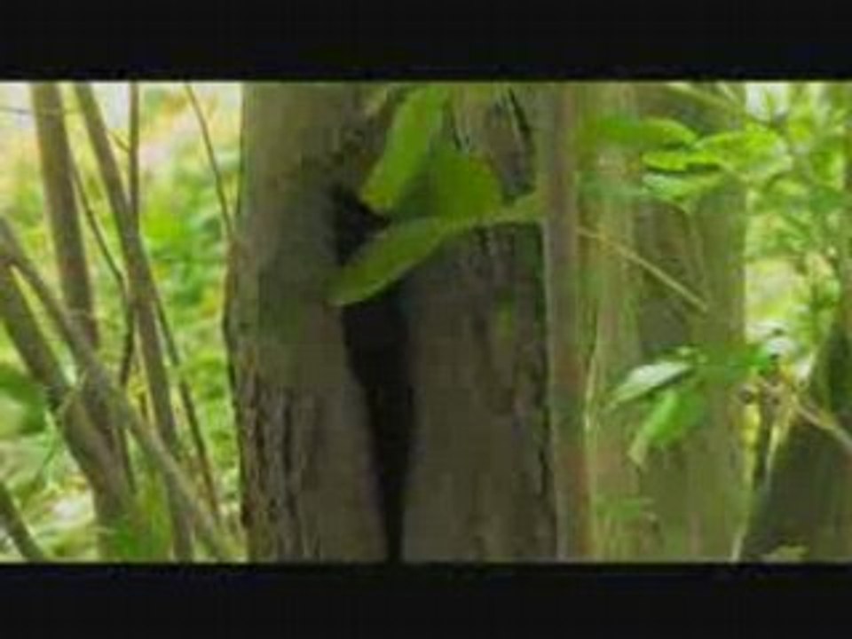 Green peace Forest love