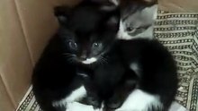 Cute animals and cute cat kittens