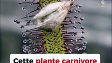 Mortel calin
