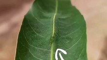Chenille experte en camouflage
