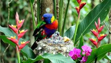 AMAZON RAINFOREST