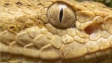 Porque é Proibido Visitar a Ilha das Cobras?
