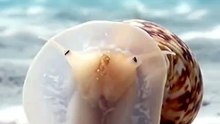 The Ocean Floor’s Master of Disappearing Acts! 🐌✨🌊