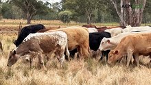 An inside glimpse of modern droving: why walking cattle beats agistment
