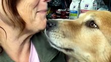 Rescue Dog Nuzzles Into His Favorite Volunteer's Cheek 🥺🐾