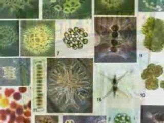 Make Algae Biodiesel at Home