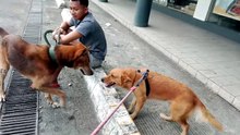 2 dogs playing at side of highway