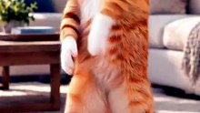 Dancing Cats 😻 Funny Cat & Dog Videos