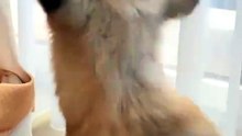 Dancing Cats 😻 Funny Cat & Dog Videos
