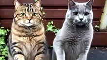 Dancing Cats 😻 Funny Cat & Dog Videos