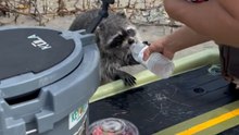 Parched raccoon hydrates after an energetic romp through the mangroves