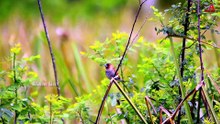 Wild Birds Perched on Reeds in Nature