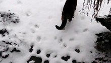 WInter is on the way :) #cat #funnycats #catlovers