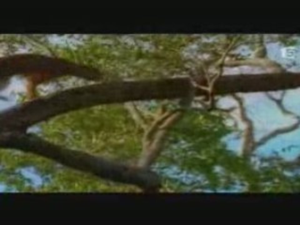 Faune et flore MALAGASY