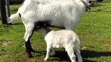#milkshake #goats #animals #farm