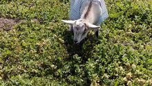 Baby goat! #animals #goat #baby #fyp