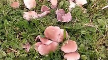 🦆 🍄 Ducks on mushrooms 😂 #farm #funny #meme