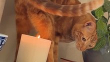 Curious Ginger Feline Gets Too Close to a Flickering Candle