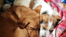 Two Rescue Pups Share One Blanket — Finally Safe & Warm 🥺🐾