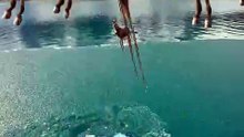 SpinningMule - #funnyanimals #pets #fyp #SpinningMule